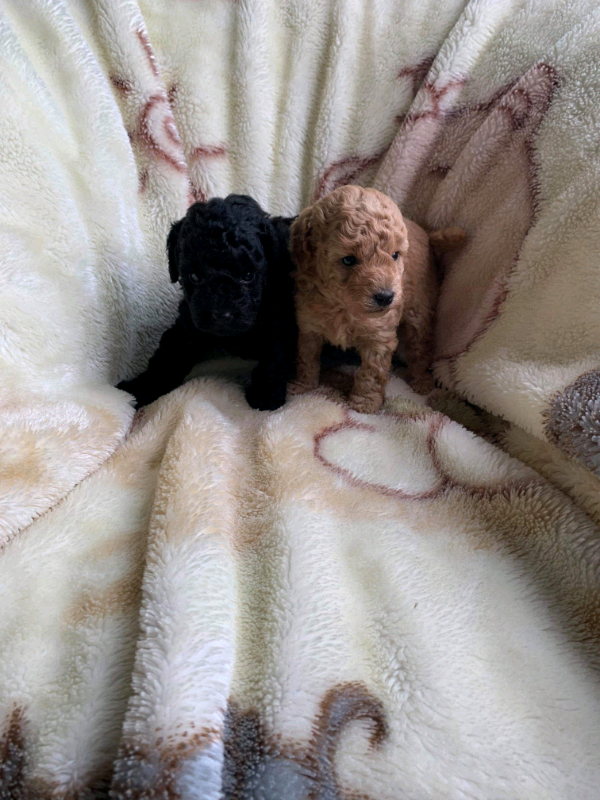 gumtree poodle puppies